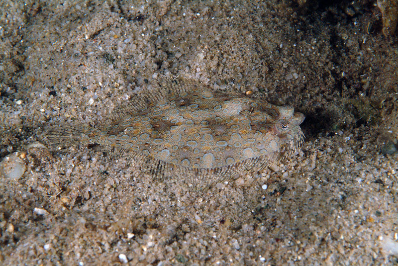 Bothus podas